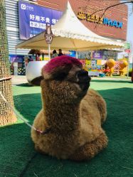 -萌宠亲子动物乐园(槐房万达店)