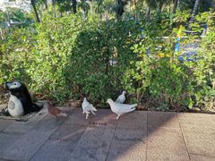 -蜈支洲岛珊瑚酒店临海阁中餐厅