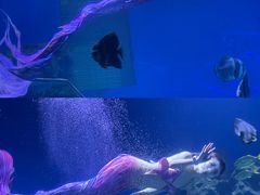 -海合安武汉极地海洋公园