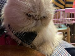-猫色咖啡·猫咖