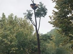 -都江堰中华大熊猫苑