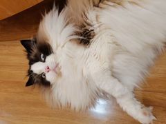 -滚猫咖啡·猫咖·猫友好撸猫(未来城店)
