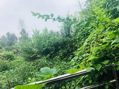 -苏记溪河鲢鱼庄(天府新区店)