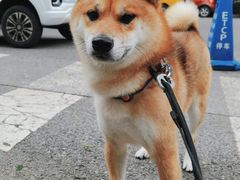 -宠物家(双井店)