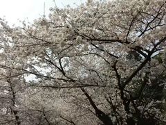 -武汉大学-樱园