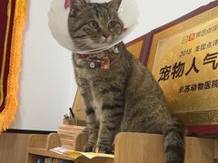 -米苏动物医院·犬猫专科·骨科外科内窥镜
