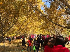 -千年银杏谷文化旅游区