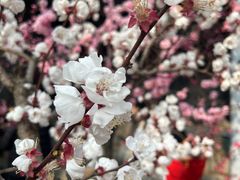 -红螺寺