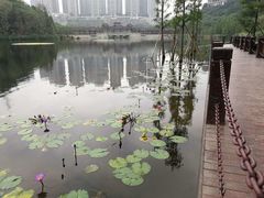 -重庆彩云湖湿地公园