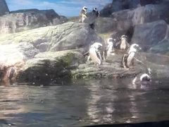 -暹罗海洋世界