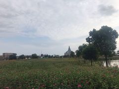 -荷兰花海