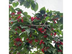 -樱桃山旅游景区