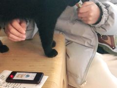 -喵屿·大理花园猫咖