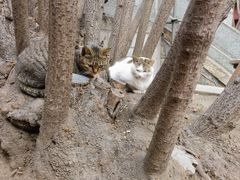 -泰山风景名胜区-普照寺