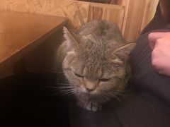 -猫色咖啡·猫咖