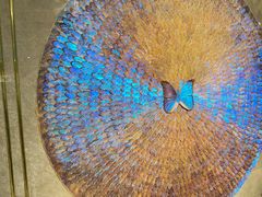 -上海昆虫博物馆