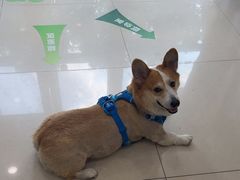 -艾贝尔宠物医院·24H转诊中心·肿瘤猫专科(江宁双龙店)