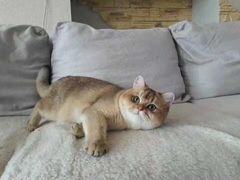 -Pets First伊珊娜洗护·精致美容·家庭式寄养(新会路店)