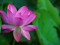 -八大山人梅湖景区