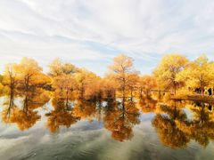 -金塔沙漠胡杨林景区