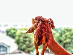 -吴山烤禽 (吴山路店)