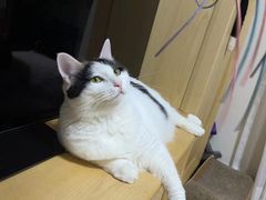 -纳吉亚猫专科动物医院博雅分院
