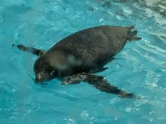 -帝企鹅自助餐厅•儿童岛•真企鹅(长隆企鹅酒店)