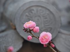 -梅花山(明孝陵内)