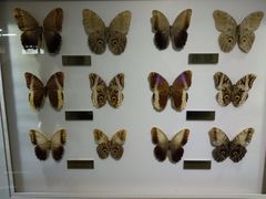 -上海昆虫博物馆