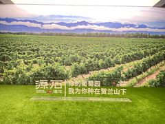 -源石酒庄