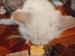 -猫猫幼稚园·撸猫·桌游·电玩