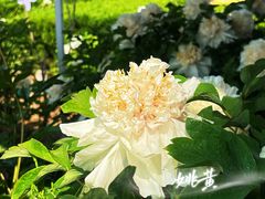 -洛阳市隋唐城遗址植物园