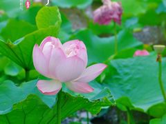 -荷塘月色湿地公园·向阳花洲