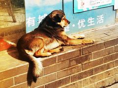 -肖家河家常面(肖家河北街店)
