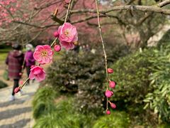 -杭州植物园