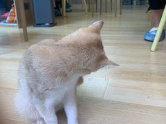 -猫咪派对(江南西店)