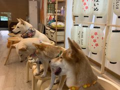 -柴迷FANS CLUB·柴犬狗咖·猫咖