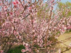 -永定河休闲森林公园