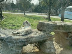 -上海野生动物园