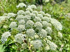 -白草畔自然风景区