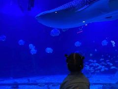 -烟台海昌鲸鲨海洋公园