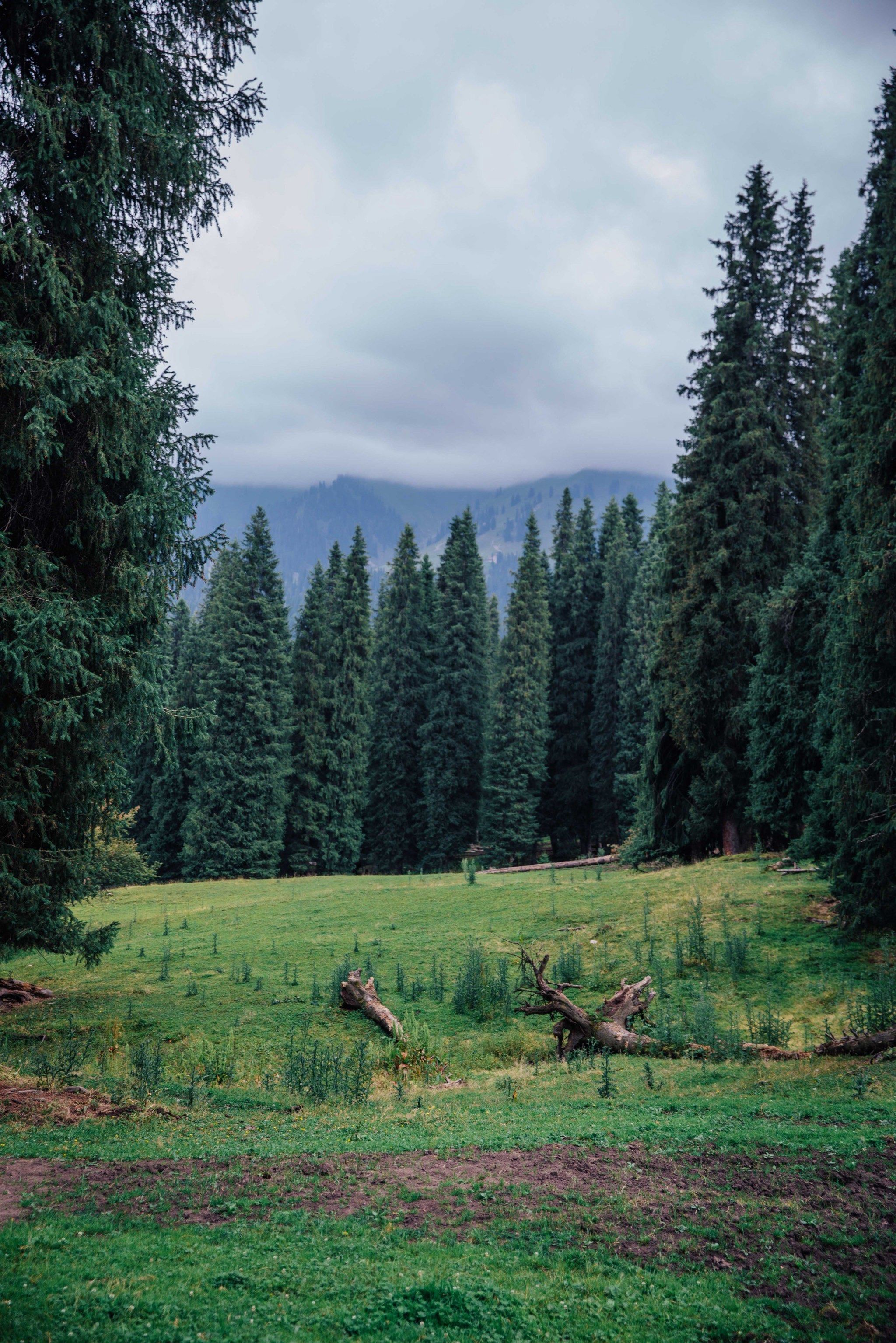 天天领红包
新疆的北欧森林,好宁静