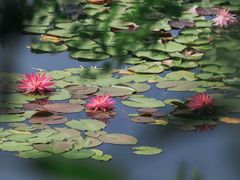 -国家植物园南园