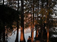 -洋湖国家湿地公园