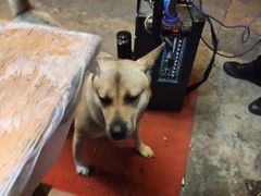 -古城苗家土菜馆(河景餐厅店)