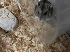 -钓仓鼠(洋桥北里小区店)