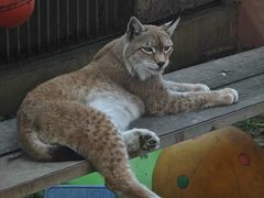 -青藏高原野生动物园