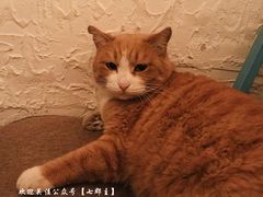 -Sirena海妖日咖夜酒