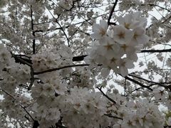 -西湖外事游船(花港观鱼码头)