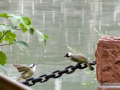 -成都市活水公园